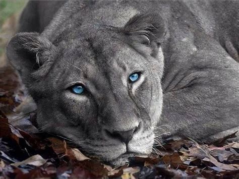 Pin By Dana A On ♥ Love For Big Cats ♥ Blue Eyed Animals Animals