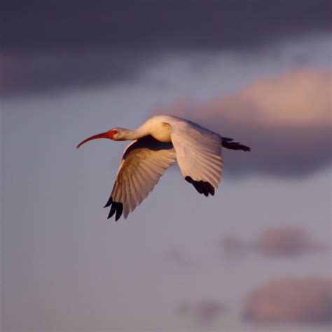 Black Tip Lift Ibis ~ Sunset Light ~ Florida Everglades Pelicanpete