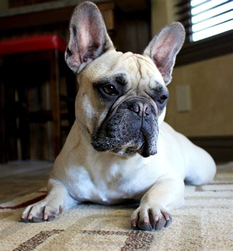We fell in love with the disposition and fun loving personalities of the french bulldog. #frenchbulldog | French bulldog, Bulldog, French bulldog ...