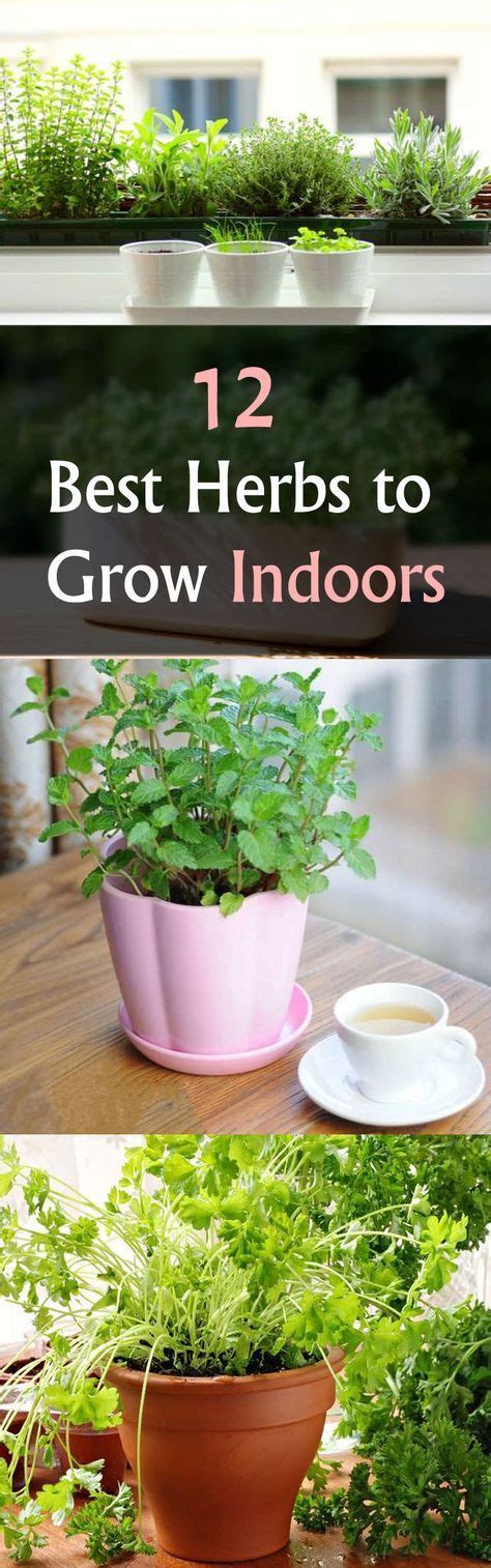 12 Best Herbs To Grow Indoors Growing Herbs Indoors Best Herbs To