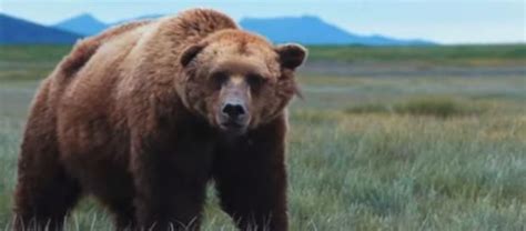 Grizzly Bears Returned Federal Protected Status In Yellowstone Image