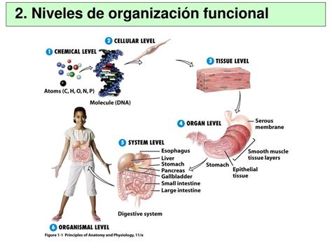 Ppt Conocer La Organización Funcional De Los Seres Vivos