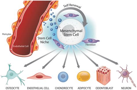 Scaffolds Combined With Stem Cells Have Synergistic Effect In