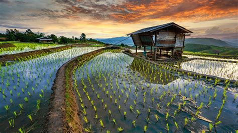 Rice Terrace Fields In Chiang Mai Province Thailand 1920x1080