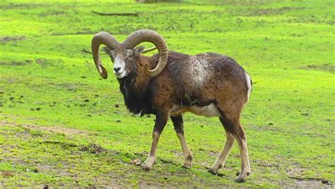 European Mouflon Ram Ovis Aries 스톡 동영상 비디오100 로열티프리 3784721
