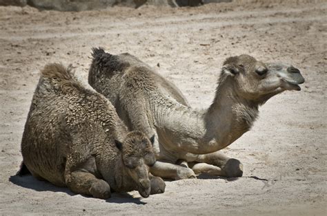 Bioparc Dromedario Camelus Dromedarius Imagen And Foto Animales