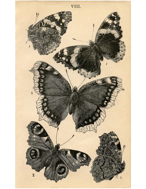 Antique Butterfly Images Free Printable The Graphics Fairy