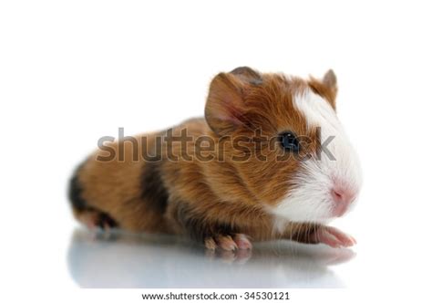 Newborn Guinea Pig Stock Photo 34530121 Shutterstock