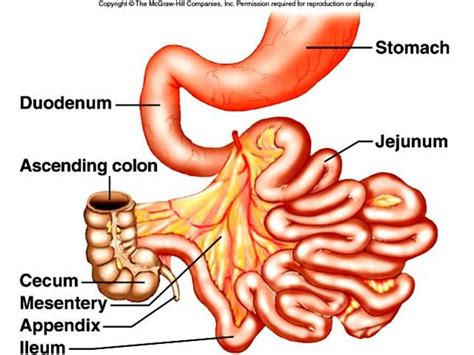 The large intestine is a long tubular structure that is not coiled like small intestine. Lab Exam #3 - Biological Sciences 260 with Greening at ...