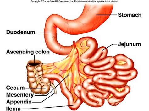 The intestines are located inferior to the stomach in the abdominal body cavity. Lab Exam #3 - Biological Sciences 260 with Greening at ...