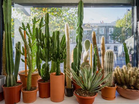 I have had significant cactus spines in my hands and lower legs. Cactus and Succulents at Prick in London - Gardenista