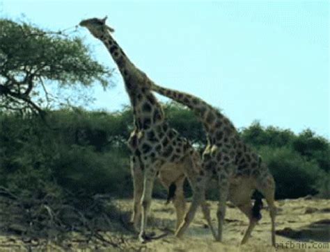 Giraffes S On Giphy