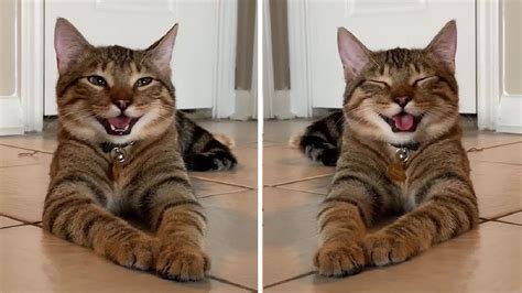 Meet Chestnut The Laughing Cat That Became A Famous Cat Joke Meme