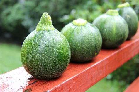 Thanks for sharing the recipe. zucchini Archives - The Culinary Chase