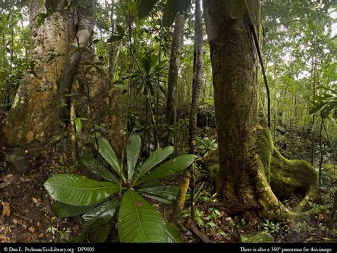 ECOLIBRARY :: DISPLAY - PANORAMA: TROPICAL RAINFOREST