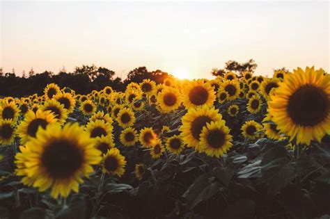 Sunflower Aesthetic Horizontal Wallpapers Wallpaper Cave