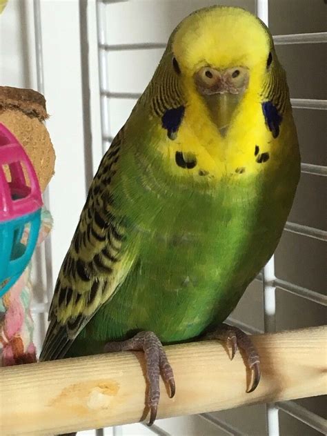 Female Budgie And Cage Free To Good Home In Drybrook