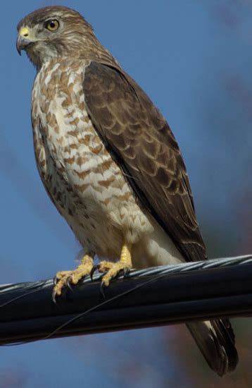 North Carolina Mountain Birds Broad Winged Hawk