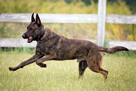 Dutch Shepherd Dog Breed Information And Characteristics