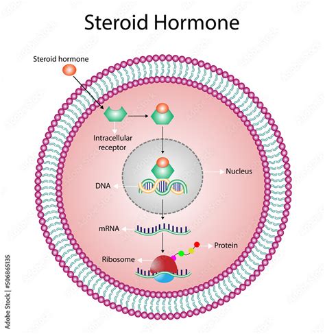 Steroid Hormones Mechanism Of Action Steroids Bind To An Intracellular
