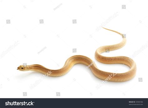 Patternless Southern Pine Snake Pituophis Melanoleucus Mugitus
