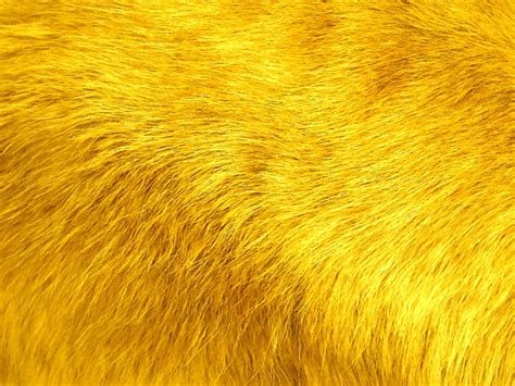Yellow Fur Background Free Stock Photo Public Domain Pictures