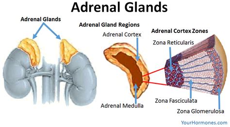 Stressed Take Care Of Your Adrenal Glands — Complete Chiropractic