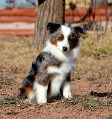 About The Breed Australian Shepherd Color Country Aussies