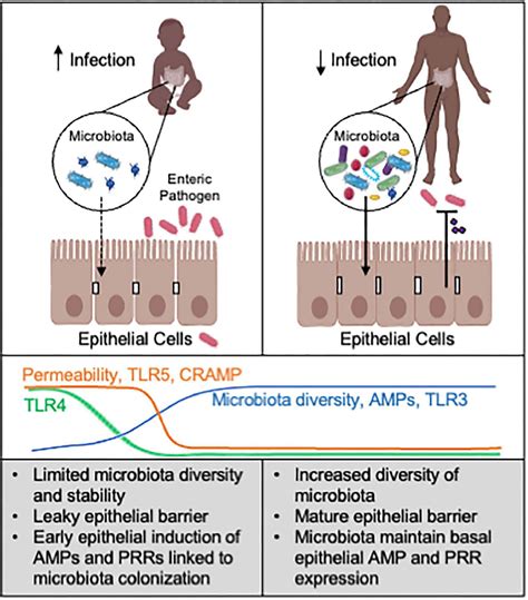 Frontiers Neonatal Microbiota Epithelial Interactions That Impact