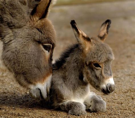 Baby Donkey