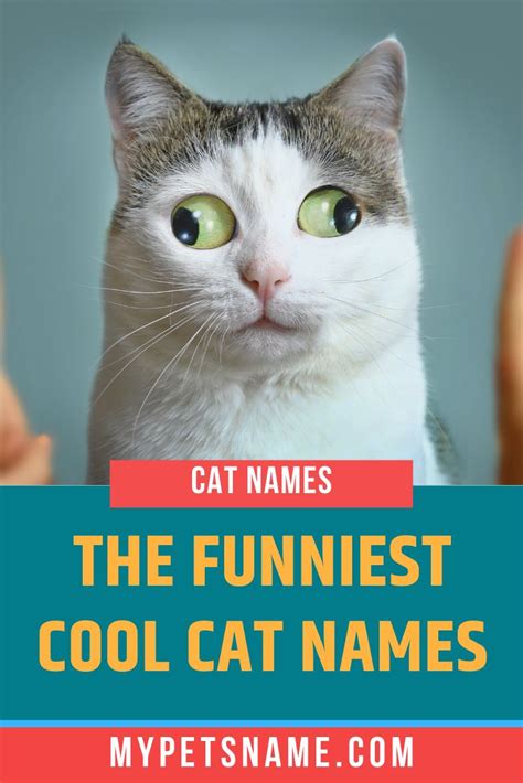 Some cute names suggest fur colors or movements she seems to make. Funny Cool Cat Names | Funny cat names, Funny male cat ...