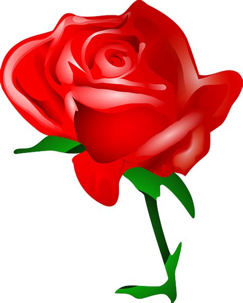 Роза Цветок Любовь Бесплатная векторная графика на Pixabay
