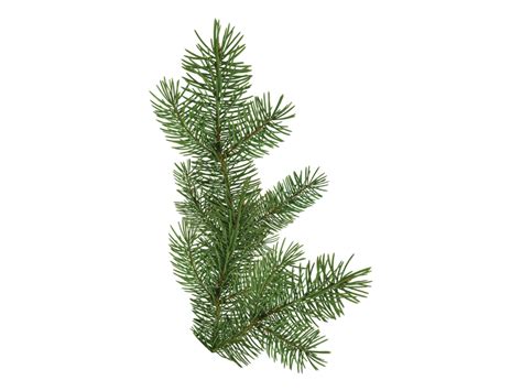 Pine Tree Branch Png Transparent Image