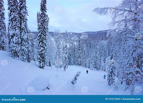 Snow Forest Taiga In Siberia Russia Stock Image Image Of Siberia