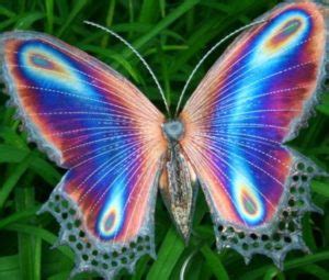 What flowers do butterflies like most. How long do monarch butterflies live