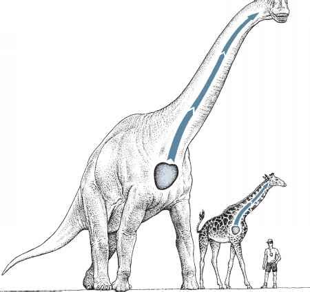 Riggs named the dinosaur brachiosaurus altithorax; Sauropoda - Dinosaurs History - Prehistoric Life