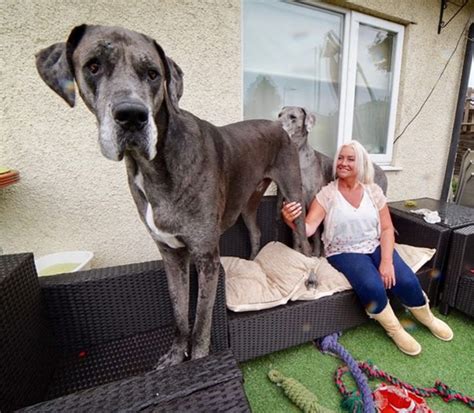 You can choose the most popular free horse gifs to your phone or computer. Great Dane Named World's Tallest Living Dog by Guinness ...