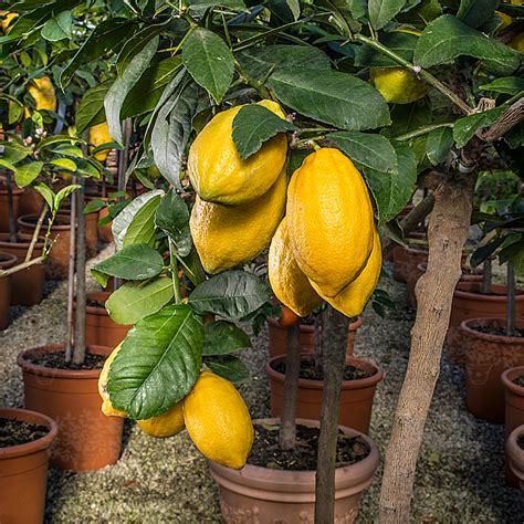 Diamante Citron Oscar Tintori Nurseries Worldwide Citrus Plants