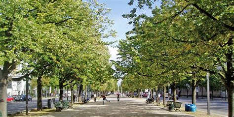 Urban Trees Thrive As Cities Warm Study Shows Truthdig