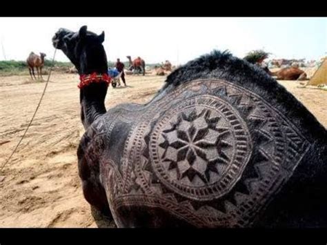 In the beginning of years, when the world was so new and all, and the animals were just beginning to work for man, there was a camel, and he lived in the middle of a howling desert because he did not want to work; Rare"BLACK CAMEL" in Sohrab Goth Camel Mandi vlog#33 - YouTube