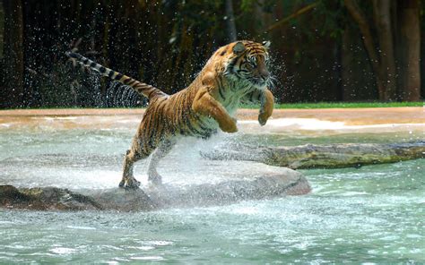 Powerful Tiger Jump Wallpapers Hd Desktop And Mobile