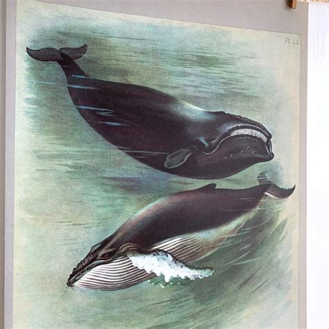 Vintage Humpback Whale Print From 1970s Book Watercolour Etsy