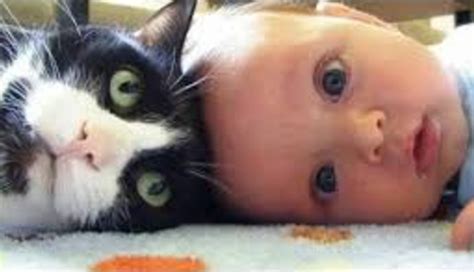 Literally Just 16 Photos Of Cats Cuddling With Babies Meowingtons