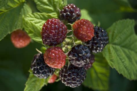 Eclectic Institute Expands Fresh, Freeze-Dried Black Raspberry Product ...