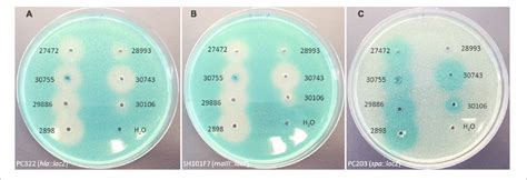 Modulation Of Staphylococcus Aureus Virulence Gene Expression By