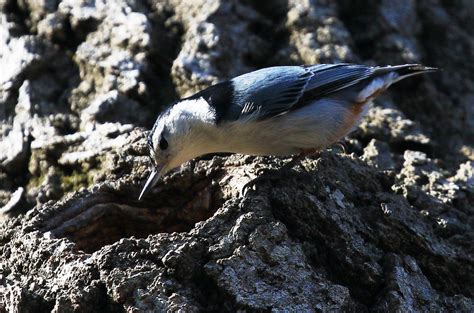 They typically hide the food by covering it with a piece of bark, lichen, moss, or snow. white-breasted nuthatch entering nest cavity at Ludwig Par ...