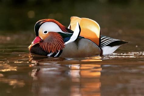 But perhaps most surprisingly for ducks, they have claws. This beautiful Mandarin Duck is spending time in N.J., and ...