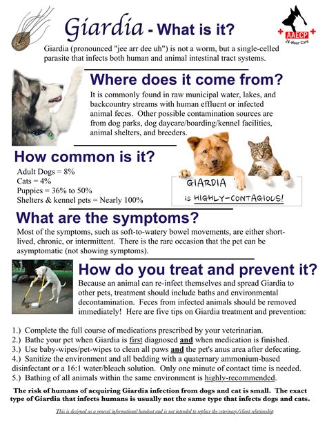Contents diagnosis of coccidia in cats treatment of feline coccidiosis coccidia is a parasitic microorganism which is usually located in the small intestine. INFO & FORMS - Animal AM-Emergency Clinic