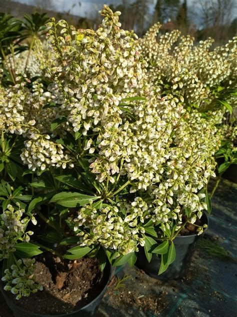 Pieris Japonský Cupido Pieris Japonica Cupido Zahradnictví Flos