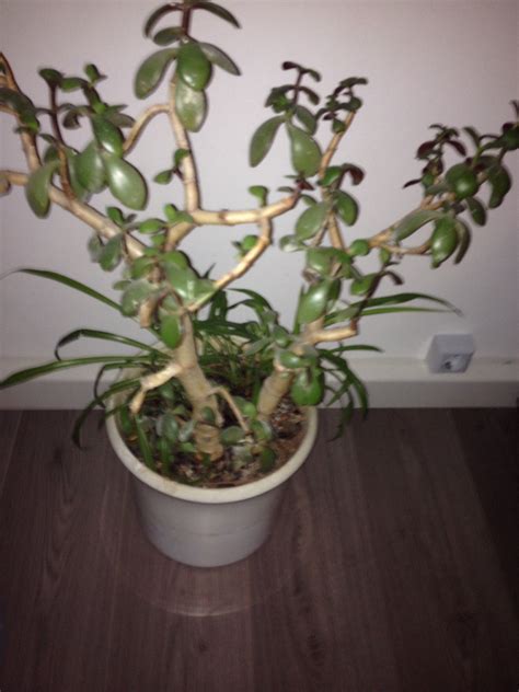 Gerade für katzenhalter ist es sehr wichtig darauf zu achten, dass sie keine für katzen giftige pflanzen in die wohnung stellen oder auch im garten anpflanzen. Sind diese Pflanzen giftig für Katzenn? (Katze)